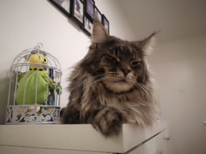 Maine coon Deckkater mit Stammbaum  Bild 4