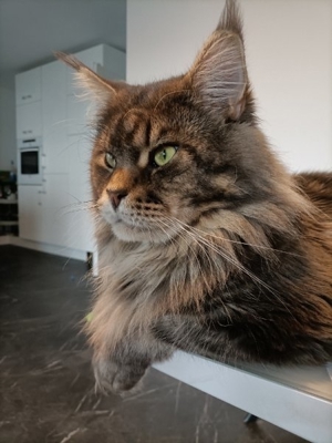 Maine coon Deckkater mit Stammbaum  Bild 5