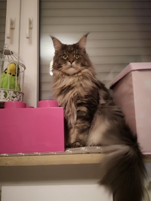 Maine coon Deckkater mit Stammbaum  Bild 6