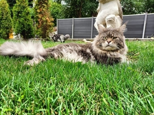 Maine coon Deckkater mit Stammbaum  Bild 9