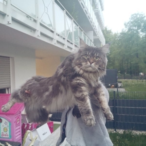 Maine coon Deckkater mit Stammbaum  Bild 10