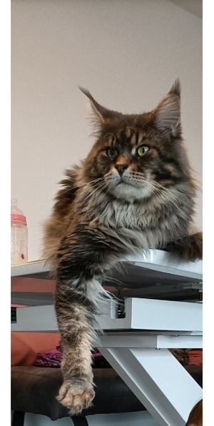 Maine coon Deckkater mit Stammbaum 