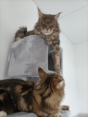 Maine coon Deckkater mit Stammbaum  Bild 8