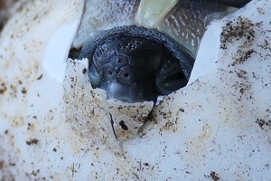 Süße griechische Landschildkröten zu verkaufen Bild 4