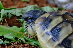 Süße griechische Landschildkröten zu verkaufen Bild 3