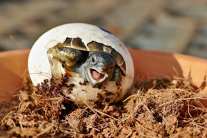 Süße griechische Landschildkröten zu verkaufen Bild 5