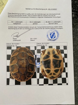 Süße griechische Landschildkröten zu verkaufen Bild 2