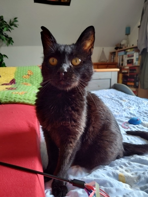 Unsere hübsche und menschenverliebte Katzenseniorin Joya sucht ein neues Kuschelkörbchen Bild 12
