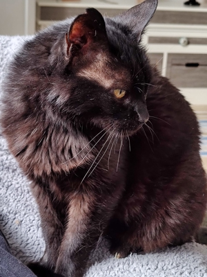 Unsere hübsche und menschenverliebte Katzenseniorin Joya sucht ein neues Kuschelkörbchen Bild 2