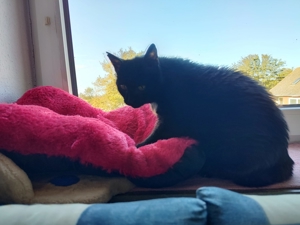 Unsere hübsche und menschenverliebte Katzenseniorin Joya sucht ein neues Kuschelkörbchen Bild 11