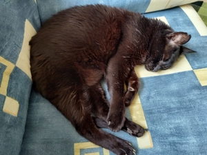 Unsere hübsche und menschenverliebte Katzenseniorin Joya sucht ein neues Kuschelkörbchen Bild 15