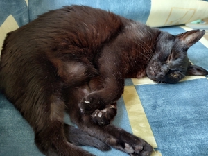 Unsere hübsche und menschenverliebte Katzenseniorin Joya sucht ein neues Kuschelkörbchen Bild 16