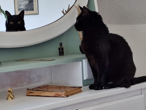 Unsere hübsche und menschenverliebte Katzenseniorin Joya sucht ein neues Kuschelkörbchen Bild 10