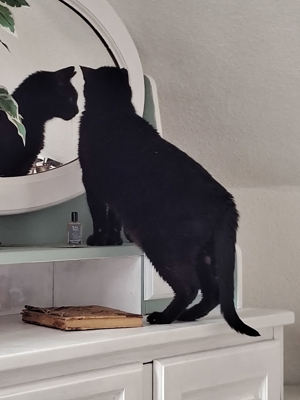 Unsere hübsche und menschenverliebte Katzenseniorin Joya sucht ein neues Kuschelkörbchen Bild 8