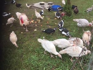 Puten, Landputen, mittelschwere Rasse, weiss/rot 1 Hahn und 3 Hennen aus Sommer 2019 abzugeben Bild 3