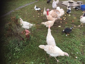 Puten, Landputen, mittelschwere Rasse, weiss/rot 1 Hahn und 3 Hennen aus Sommer 2019 abzugeben Bild 2