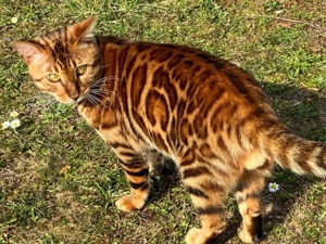 Bengal Deckkater. Mit Stammbaum. Bild 2
