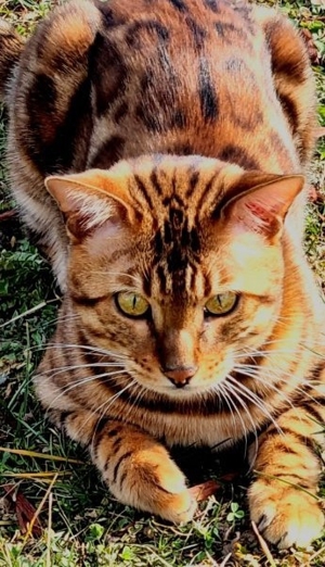 Bengal Deckkater. Mit Stammbaum.