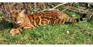 Bengal Deckkater. Mit Stammbaum. Bild 4