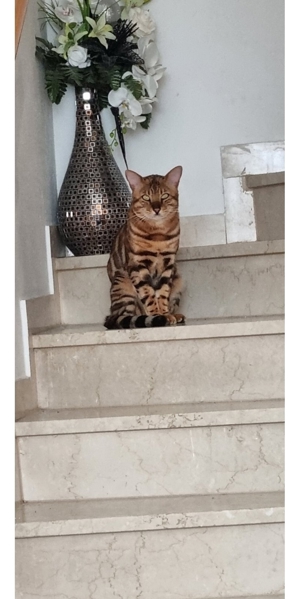 Bengal Deckkater. Mit Stammbaum. Bild 5