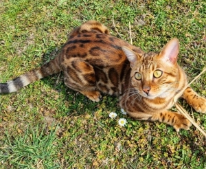 Bengal Deckkater. Mit Stammbaum. Bild 3