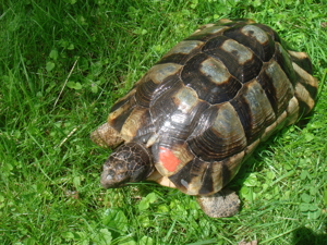 Breitrandschildkröte, Testudo marginata, NZ 2000, GECHIPT