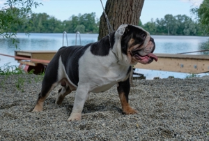 Deckrüde Englische Bulldogge mit ztp