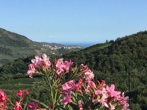 Sonnige Ferienwohnung mit großer Dachterrasse und Meerblick Italien Blumenriviera Bild 11
