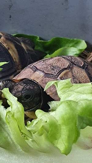 THB Griechische Landschildkröte