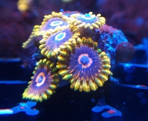 Verschiedene Korallen & Anemonen Bild 4