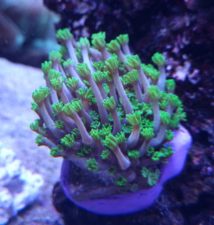Verschiedene Korallen & Anemonen Bild 12