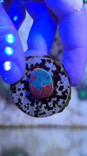 Verschiedene Korallen & Anemonen Bild 2