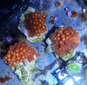 Verschiedene Korallen & Anemonen Bild 15