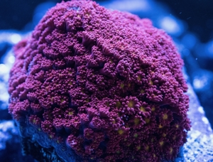 Verschiedene Korallen & Anemonen Bild 16