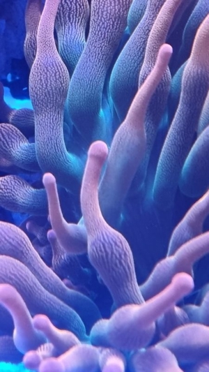 Verschiedene Korallen & Anemonen Bild 11