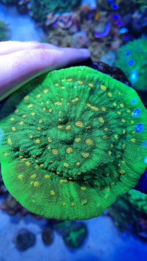 Verschiedene Korallen & Anemonen Bild 3
