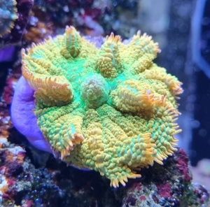Verschiedene Korallen & Anemonen Bild 10