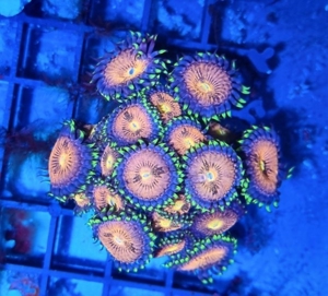 Verschiedene Korallen & Anemonen Bild 6