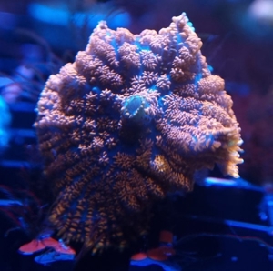 Verschiedene Korallen & Anemonen Bild 5