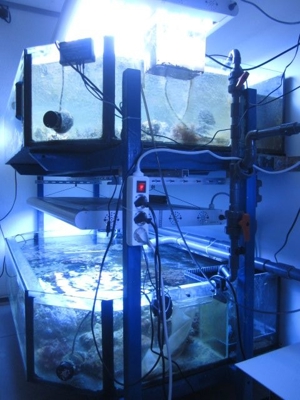 Osmosewasser Salzwasser für Meerwassaquarium Aquarium Bild 4