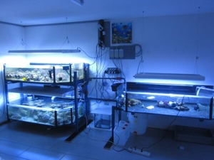Osmosewasser Salzwasser für Meerwassaquarium Aquarium Bild 3