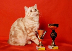 Kätzchen Britisch Kurzhaar BKH Gr.Eu. Champion Kater Katze Whiskas Bild 12
