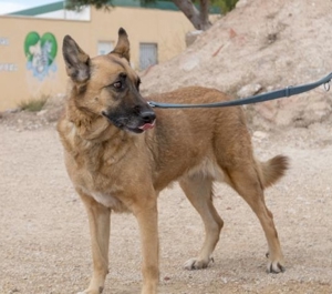 CUMI - liebe, kluge Hündin im Malinois-Kostüm, ist in seelischer Not