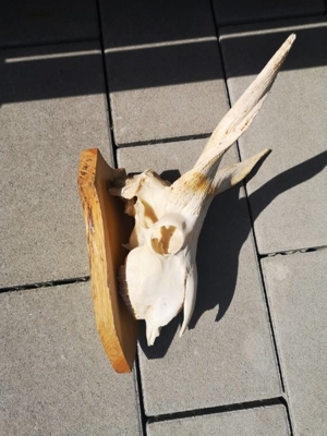Tierschädel Widder Schädel auf Holzplatte Bild 4