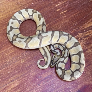 1,0 Enchi Ghost Orange Dream Pastel, adult und proven breeder
