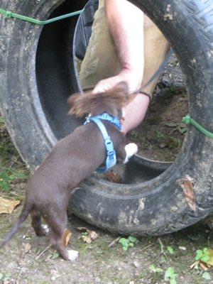 Welpenkurse - Hundeschule Amperland Bild 4