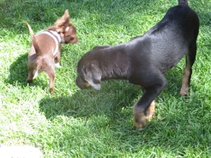Welpenkurse - Hundeschule Amperland Bild 2