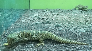 geschmückte Dornschwanzagame Uromastyx ornata Bild 2