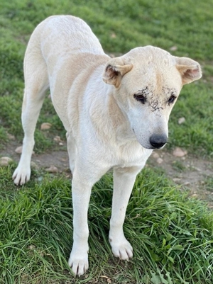 Pippo, geb. ca. 12/2020, in GRIECHENLAND, auf Gelände, auf dem die Hunde notdürftig versorgt werden Bild 10