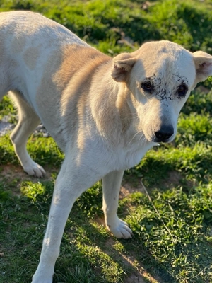 Pippo, geb. ca. 12/2020, in GRIECHENLAND, auf Gelände, auf dem die Hunde notdürftig versorgt werden Bild 5
